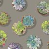 visuel têtes de lit Les Succulentes 70